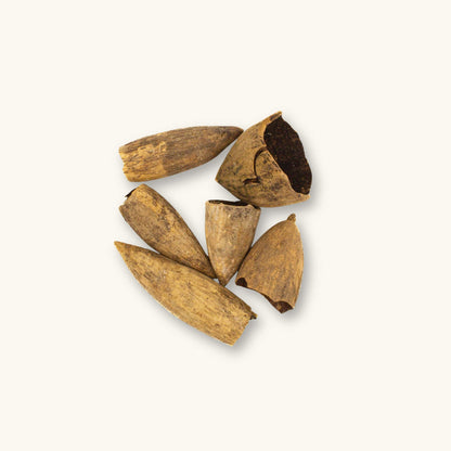 Group of Ulin pods from Eusideroxylon zwageri for biotope and vivarium use, photographed on a natural background at Betta Botanicals.