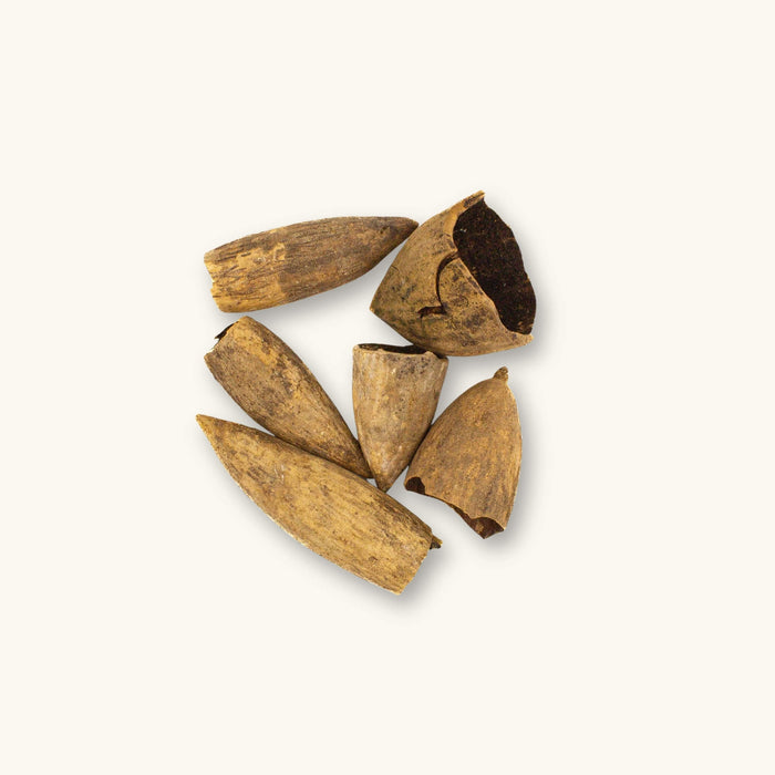 Group of Ulin pods from Eusideroxylon zwageri for biotope and vivarium use, photographed on a natural background at Betta Botanicals.