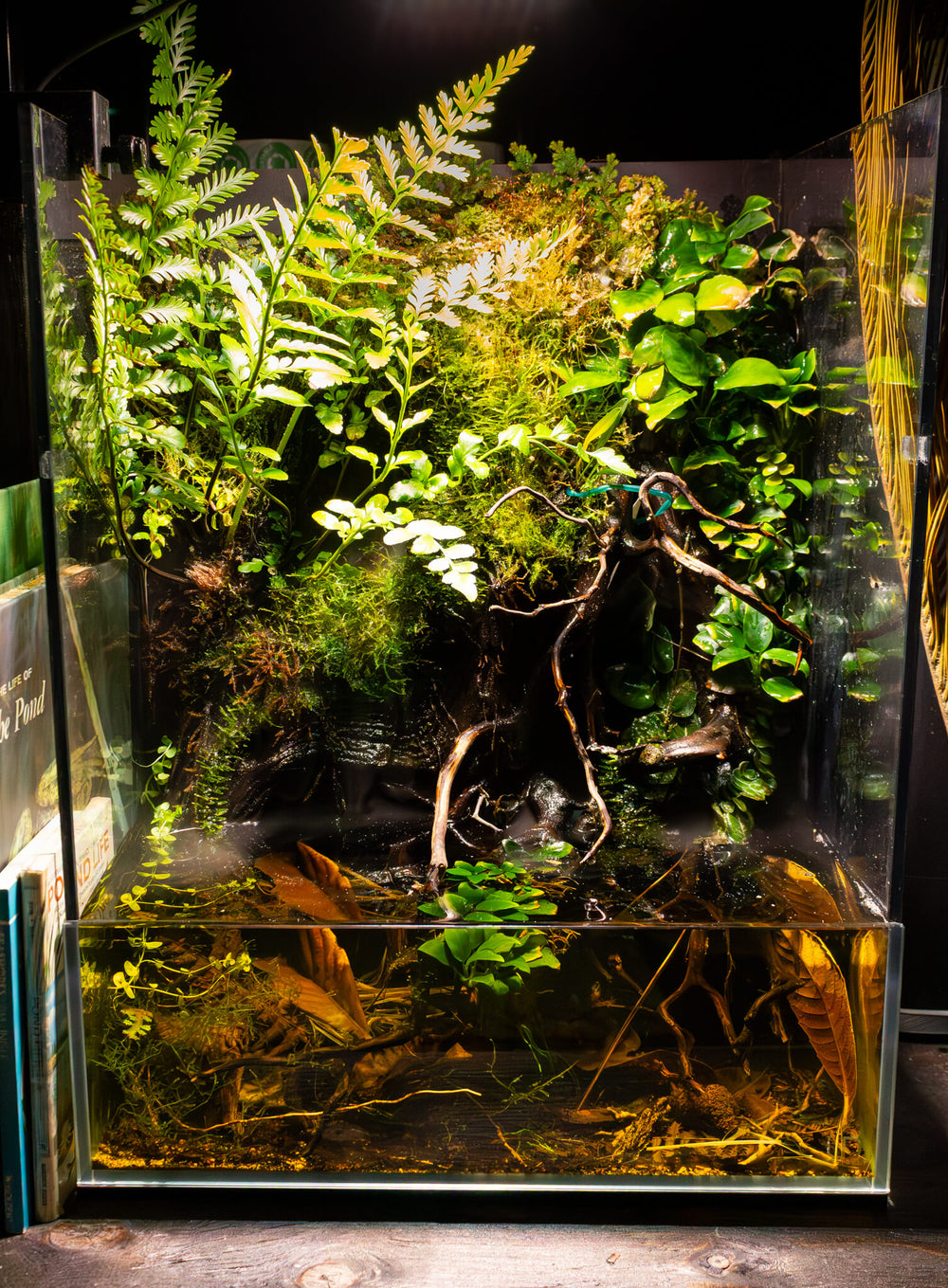 How to Set up a Botanical Method Aquarium – Betta Botanicals | Natural ...