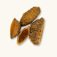 Urchin Pods (Zeyheria digitalis) dried seed pod photographed on a natural background for South American Dart frog vivarium use at Betta Botanicals.