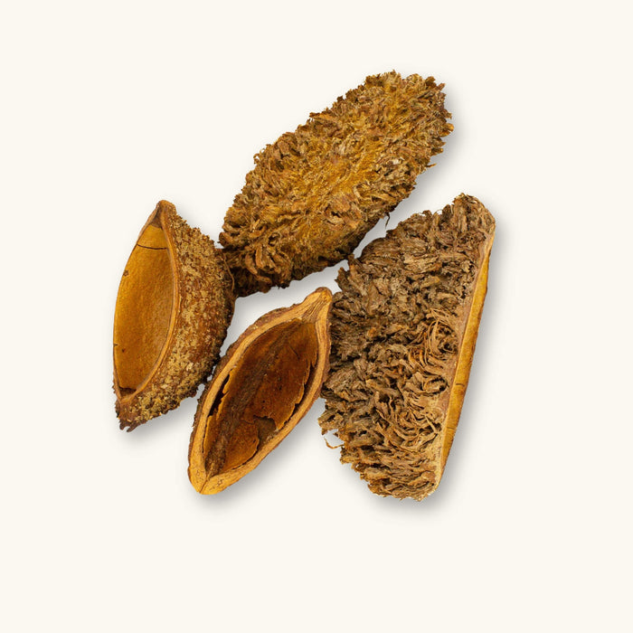 Urchin Pods (Zeyheria digitalis) dried seed pod photographed on a natural background for South American Dart frog vivarium use at Betta Botanicals.