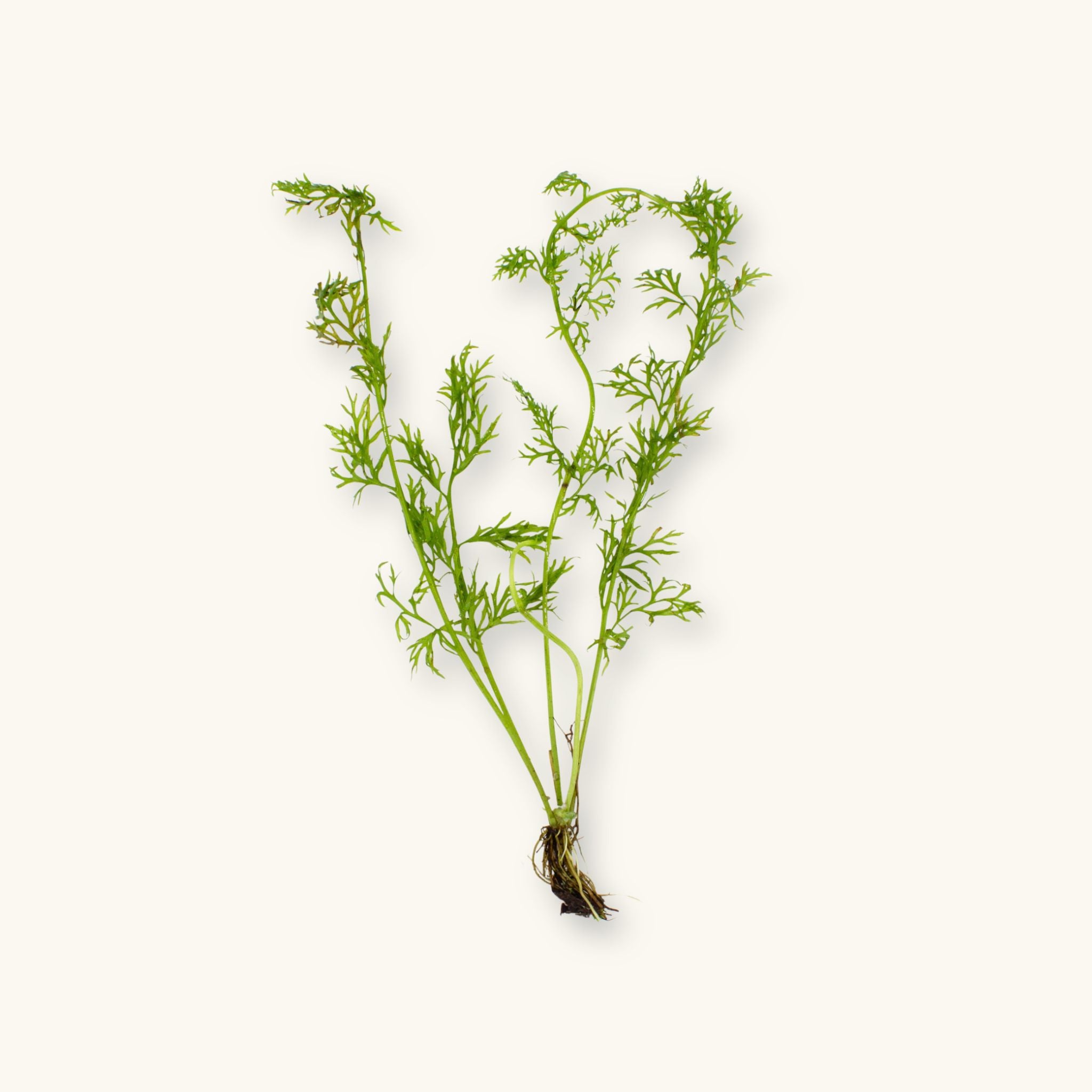 Bare root Water Sprite (Ceratopteris thalictroides) aquarium plant showing finely divided green fronds and exposed roots, photographed on a natural background for Betta Botanicals.