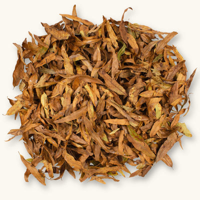 A collection of long, narrow brown Willow Live Oak leaves (Quercus phellos) for blackwater aquariums, photographed on a natural background at Betta Botanicals.