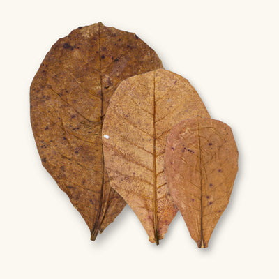 A group of tan catappa leaves, ranging in side from small, large, and extra large, for shrimp tanks, photographed against a natural background at Betta Botanicals.
