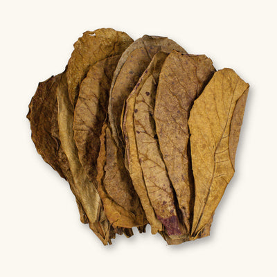 A flat lay of twenty-five (25) brown, purple, and tan extra large catappa leaves for betta fish blackwater biotope aquariums, photographed against a natural background at Betta Botanicals.