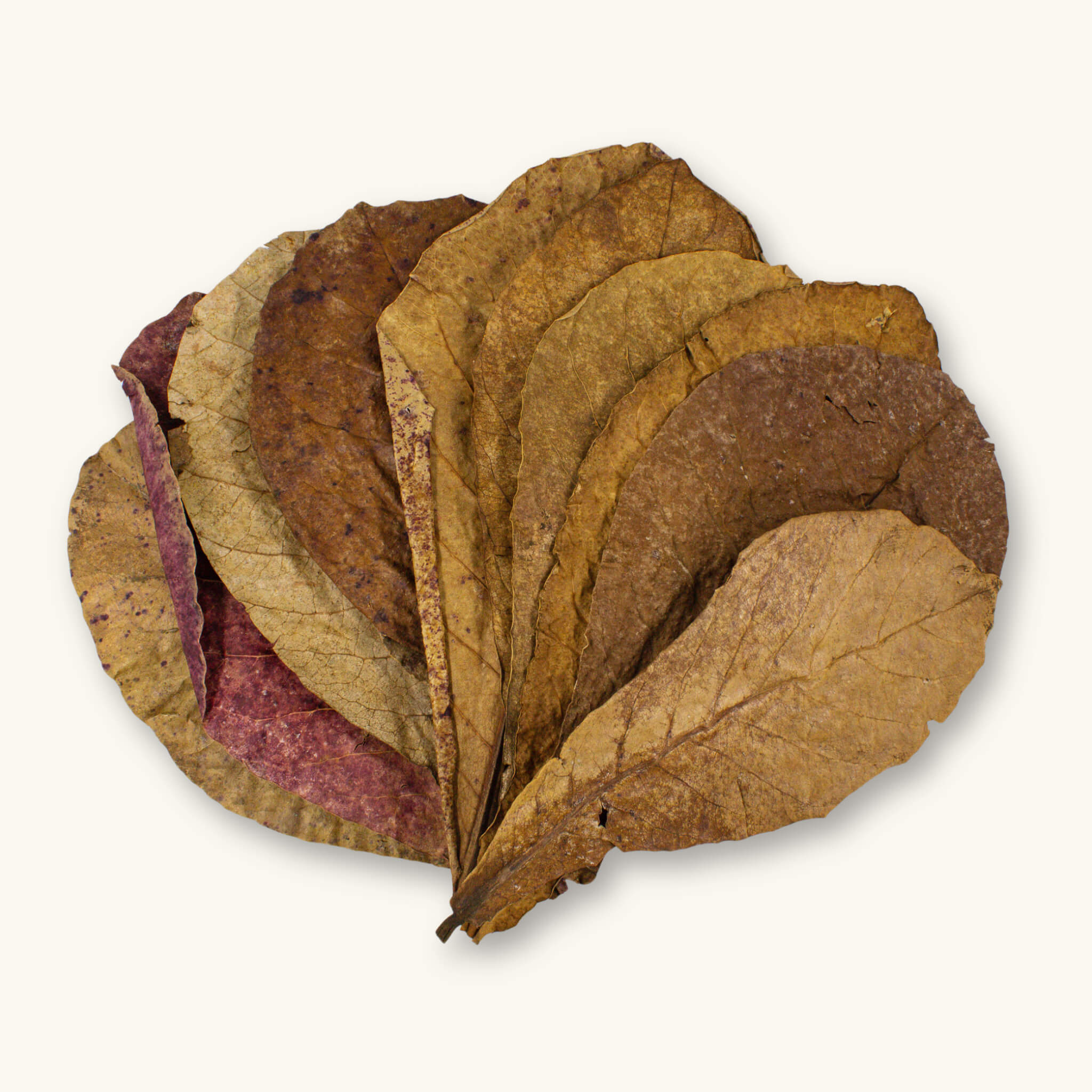 A flat lay of twelve (12) brown, purple, and tan extra large catappa leaves for betta fish aquariums, photographed against a natural background at Betta Botanicals.
