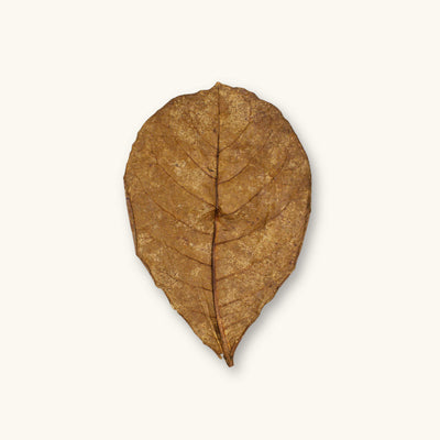 A single, one, tan extra large catappa leaves for shrimp tanks, photographed against a natural background at Betta Botanicals.