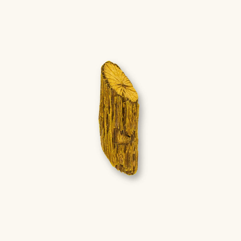 Yellow Bajakah Root (Spatholobus littoralis hassk) photographed on a natural background for blackwater aquarium and bioactive enclosure use at Betta Botanicals.