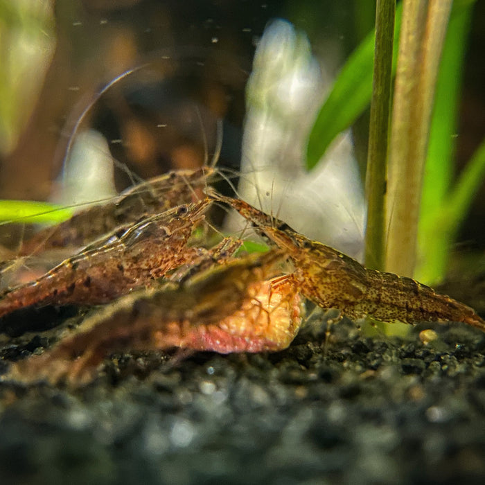 Wild type neocaridina shrimp eating katsaquatics shrimp foods in a botanical style aquarium.