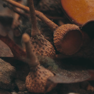 Acorn tops in a botanical style aquarium by Betta Botanicals, for blackwater aquarium and biotope aquariums.