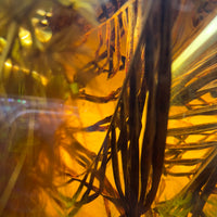 Areca Palm Fronds in golden colored water of a blackwater aquarium by Betta Botanicals.