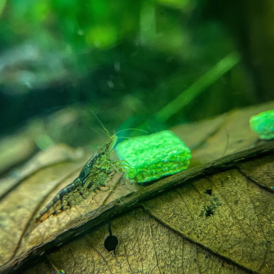 Neocaridina Shrimp eating calcium fortified shrimp food on top of a guava leaf.