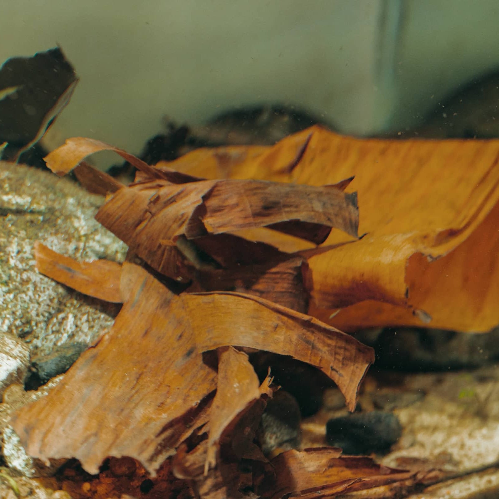 Dried banana store leaves for betta