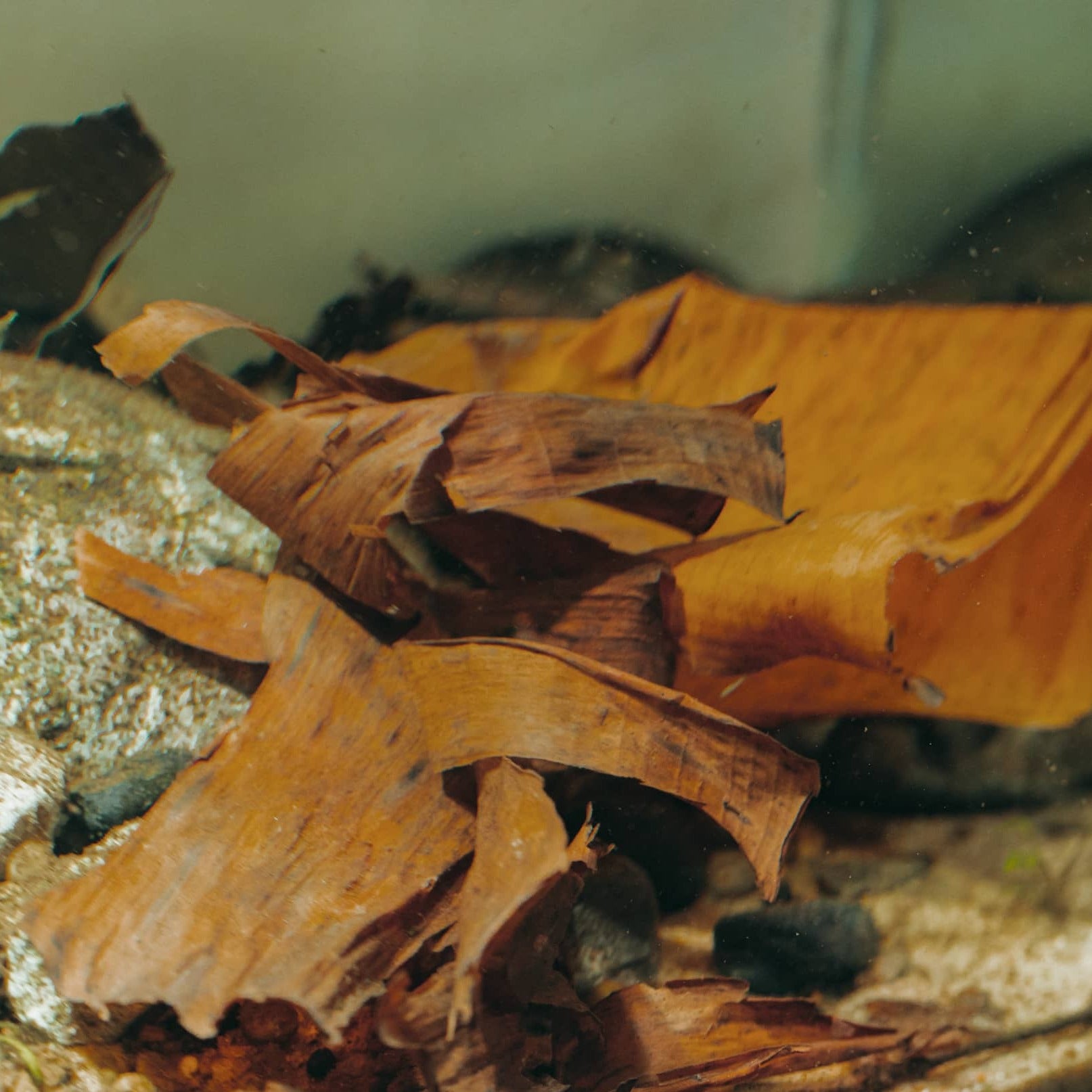 Banana leaves in a botanical style aquarium by Betta Botanicals, for betta fish tanks, blackwater aquariums and biotope aquariums.