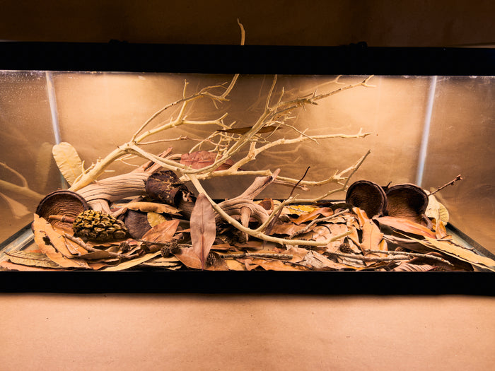 Aquarium botanicals from our ecosystem kit by Betta Botanicals, for botanical aquariums and blackwater aquariums.