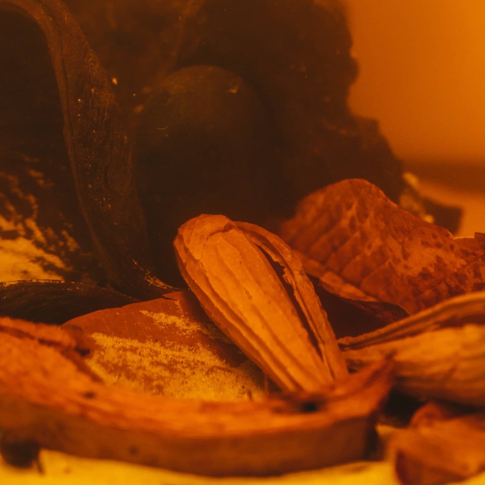 Dregea pods inside an amber colored botanical method aquarium by Betta Botanicals.