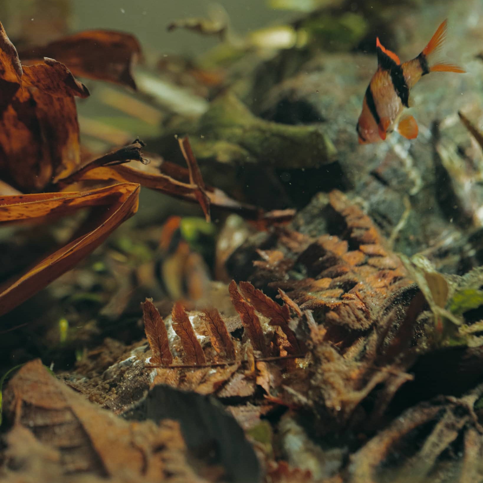 Fern fronds in a botanical style aquarium by Betta Botanicals, for aquariums, blackwater biotopes, and fish tanks.