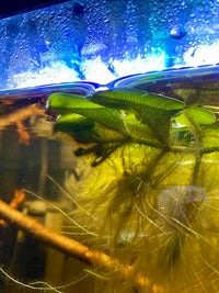 Salvinia oblongifolia in a betta fish tank by Betta Botanicals, giant water spangles.