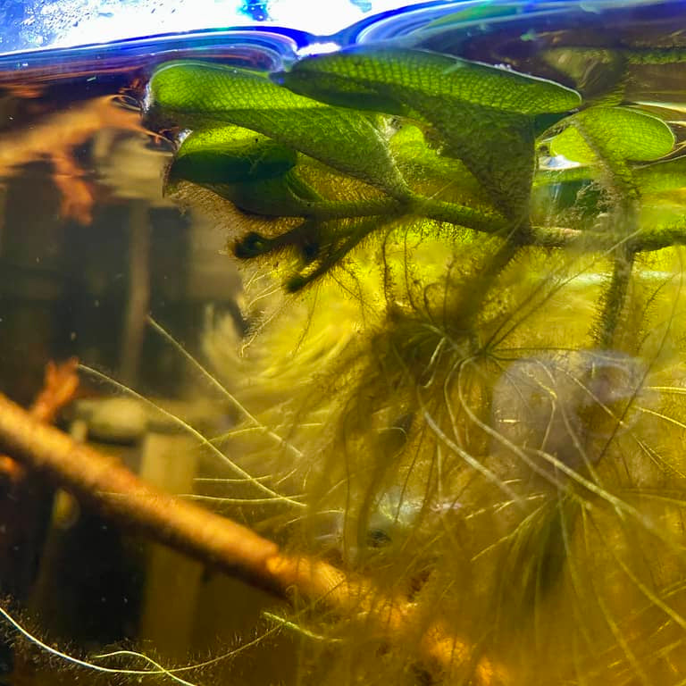 Salvinia oblongifolia in a betta fish tank by Betta Botanicals, giant water spangles.