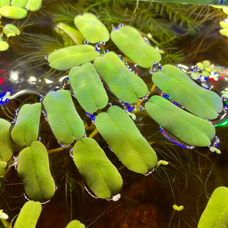 Giant water spangles in a betta aquarium by Betta Botanicals, Salvinia oblongifolia, plants for bettas.