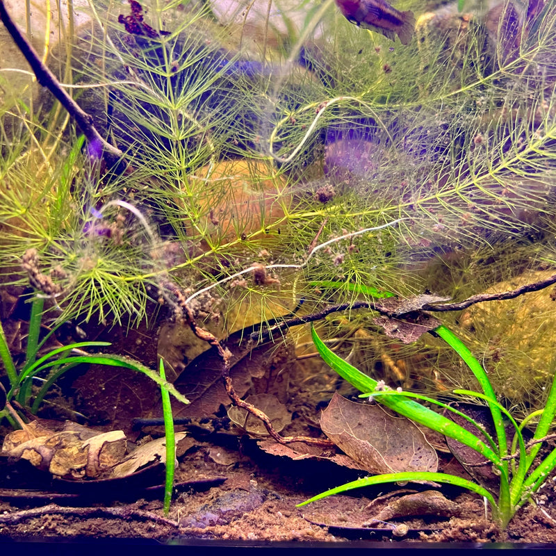 Live Oak Leaves from Betta Botanicals inside a Betta Hendra Aquarium with Dwarf Sagittarius.