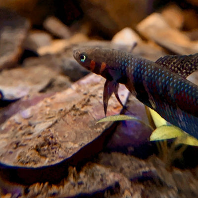 Brown texas live oak leaf litter in a wild betta hendra aquarium by Betta Botanicals.