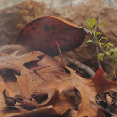 brown magnolia leaf litter in a clear water botanical method aquarium for betta fish.