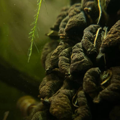 Magnolia Grandiflora Pod by Betta Botanicals inside of an aquarium.
