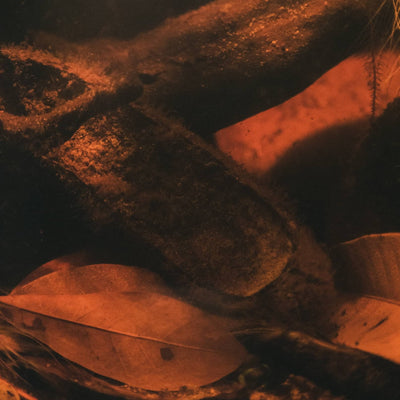 Aquarium botanicals inside a blackwater aquarium by Betta Botanicals, for biotope aquariums and betta fish tanks.