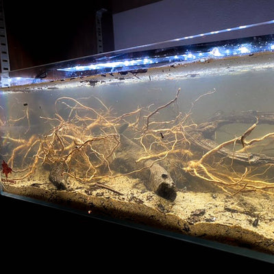 A rimless aquarium full of slightly grey turbid water with an abundance of off white tangled melastoma senggani roots for blackwater aquariums by Betta Botanicals.