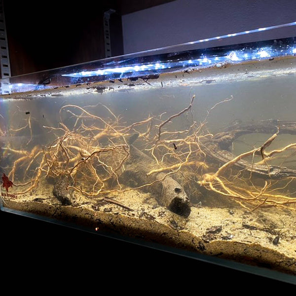 Little Bugs In My Fish Tank: Microfauna of The Botanical Method Aquari ...