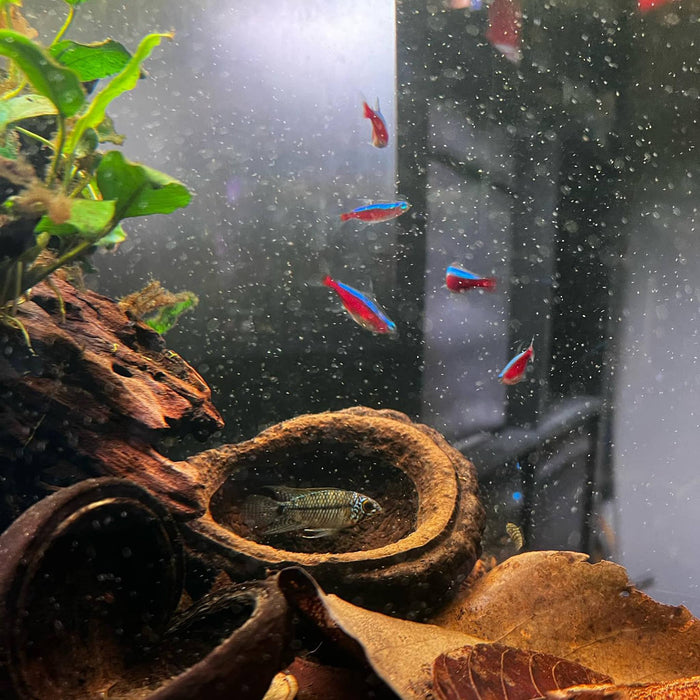 Clear water in an aquarium with red and blue fish with a brown textured monkey pod and leaf litter by Betta Botanicals.