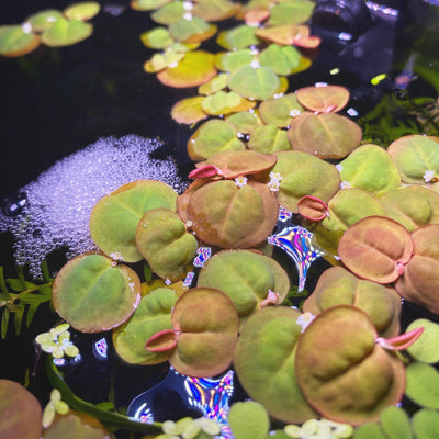 Red Root floaters photographed in a dirted botanical method aquarium for blackwater fish at Betta Botanicals.