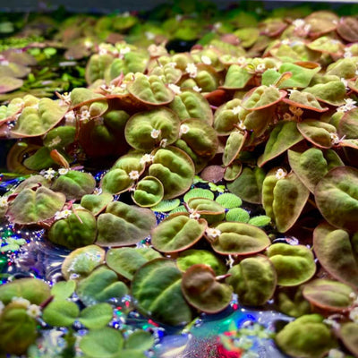 Red root floaters for low-tech planted aquariums, photographed with small white and pink flowers at Betta Botanicals.