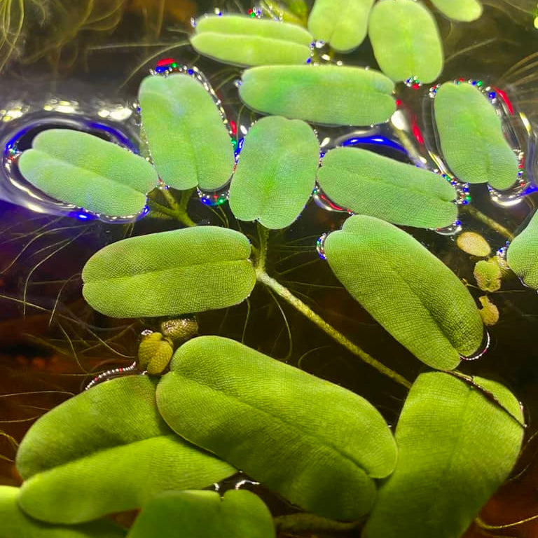 Salvinia Oblongifolia in a betta fish tank by Betta Botanicals, giant water spangles, giant salvinia.