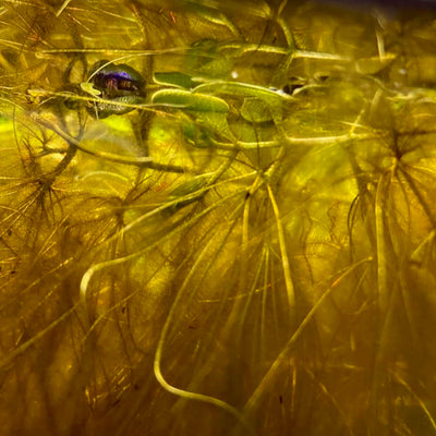 Salvinia in a South American Biotope aquarium by Betta Botanicals.