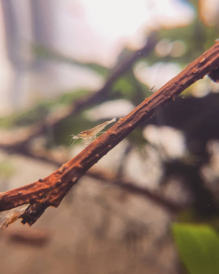 A shrimp on an alder branch by Betta Botanicals, for betta fish tanks and blackwater biotopes.