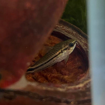 Jungle pod with a corydoras catfish inside by Betta Botanicals, Jungle pods for aquariums and betta fish tanks.