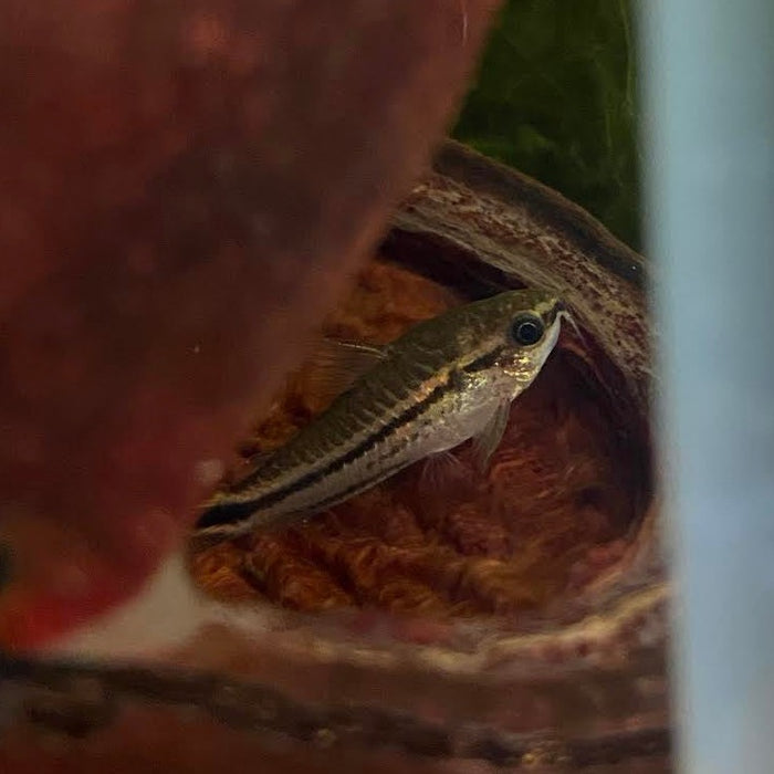 Jungle pod with a corydoras catfish inside by Betta Botanicals, Jungle pods for aquariums and betta fish tanks.