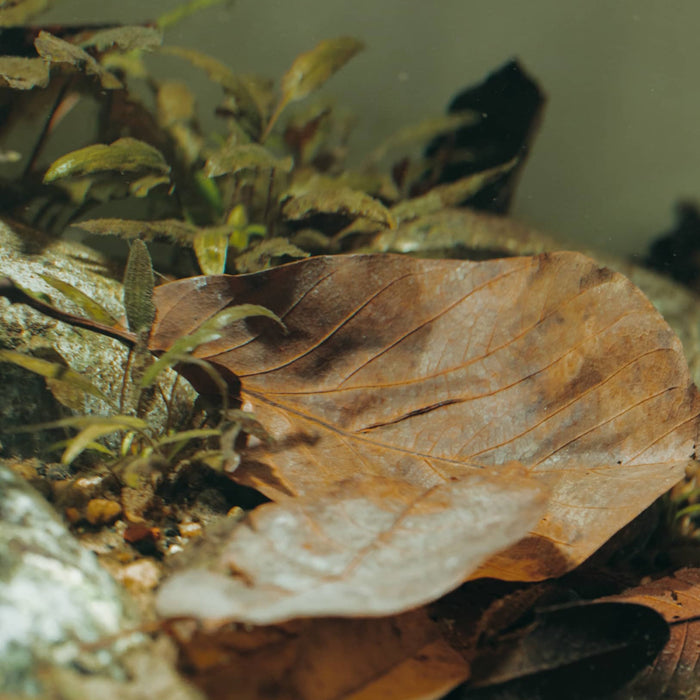 A walnut leaf in a botanical method aquarium by Betta Botanicals, for betta fish tanks and blackwater biotope aquariums.