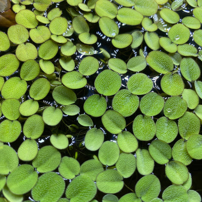 Salvinia minima with lime green hairy leaves floating in a low-tech blackwater planted aquarium at Betta Botanicals.