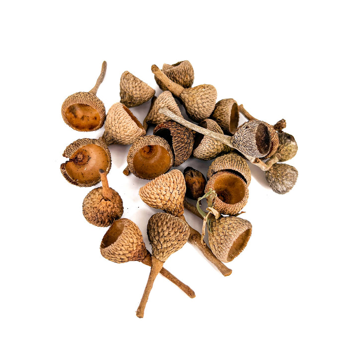 Pile of brown, tan, and round acorn tops for aquariums and terrariums by Betta Botanicals.