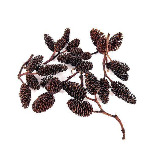Pile of black and dark brown ribbed alder cones for aquariums by Betta Botanicals.