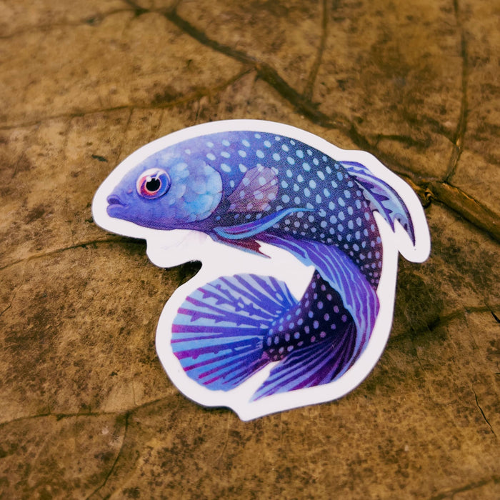 Wild betta fish sticker of an alien betta by Betta Botanicals, for blackwater aquariums and betta fish tanks.