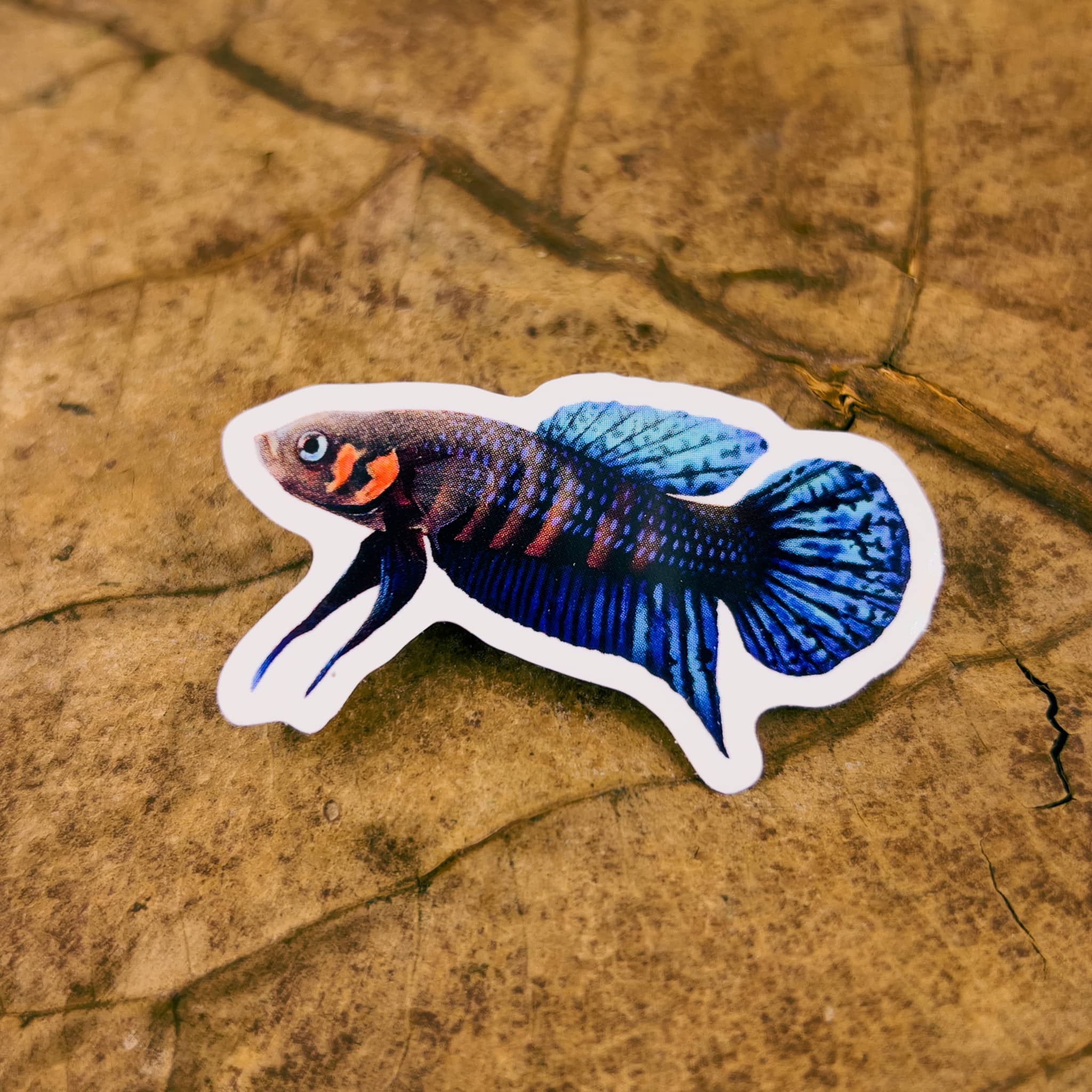 Wild betta hendra sticker by Betta Botanicals, for blackwater aquariums and betta fish tanks.