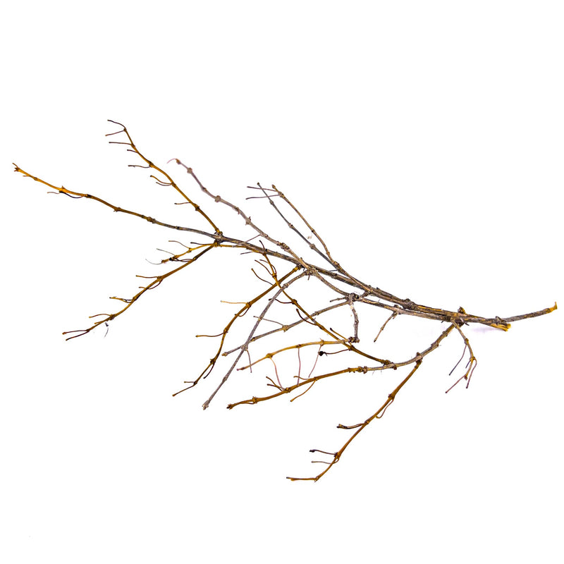 Honeysuckle twigs from Betta Botanicals with their light brown and grey color with delicate branching network for blackwater betta fish aquariums.