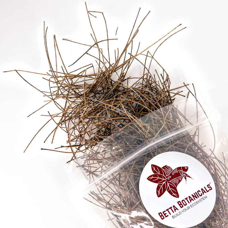 Pile of slender, long, and light brown casuarina pine needles for aquariums in clear sustainable packaging by Betta Botanicals.