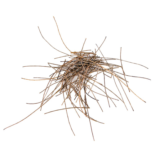 Pile of long, slender, and light brown casuarina pine needles for aquariums by Betta Botanicals.