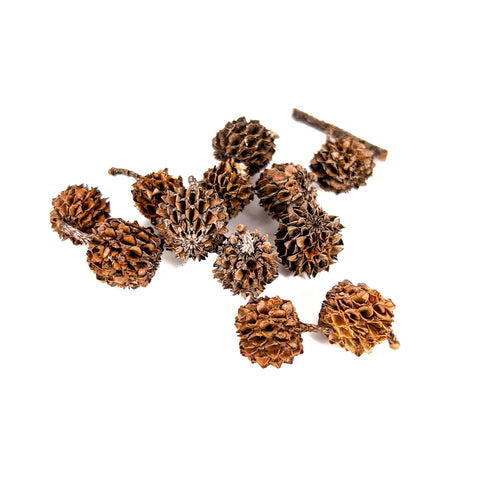 Pile of small, brown,  and pointy casuarina cones for aquariums by Betta Botanicals.