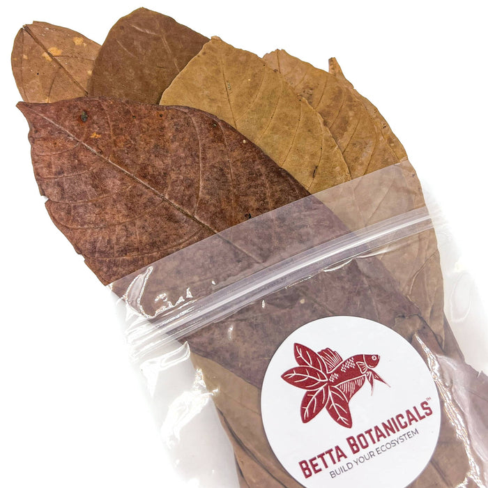 Pile of flat, brown, and tan cocoa leaves for aquariums in clear sustainable packaging by Betta Botanicals.